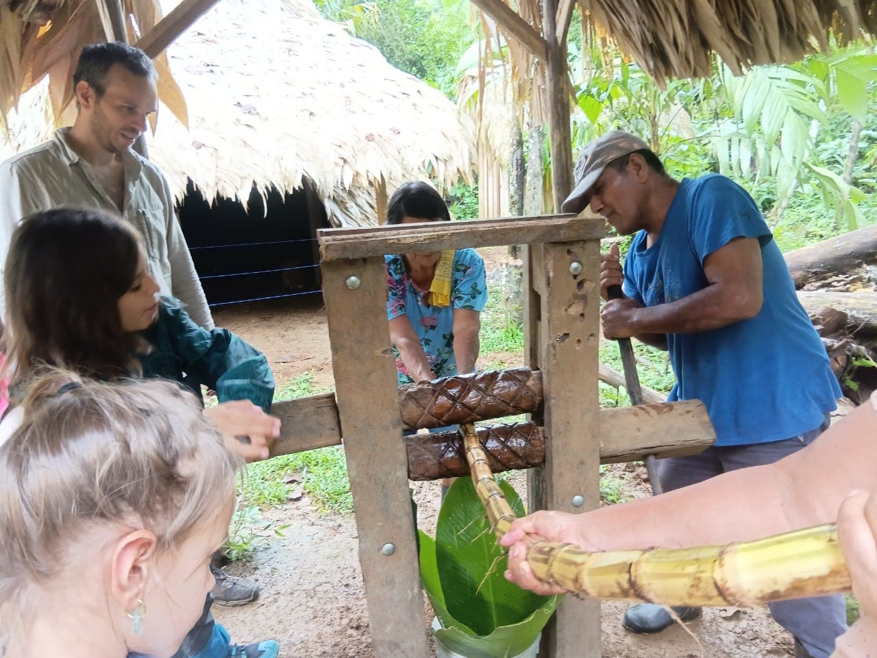 Visitantes moliendo caña de azúcar en el trapiche de madera